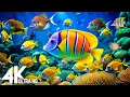 Download Lagu 🐠 Best 4K Aquarium Video | Mesmerizing Jellyfish, Coral Reefs \u0026 Underwater World