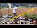 Download Lagu MGA HALAMAN NI RHEINA 