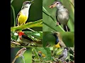 Download Lagu Suara pikat Burung kebun paling jitu 2022