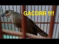 Download Lagu Suara burung merbah mata merah gacor