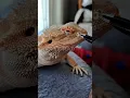 Bearded Dragon Nostril SHED REMOVAL ChuckNorrizBeardedDragons
