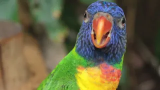 رووووعة طائر الببغاء بري يتكلم دون توقف للمونتاج بدون حقوق طبع ونشر الموسيقى من إختيارك 