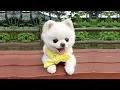 Download Lagu Kucing Lucu 😻5 Menit Video Tingkah Lucu Anjing Bikin Ketawa Ngakak #11