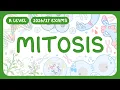 A-Level Biology - Mitosis