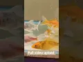 Download Lagu https://youtu.be/z9PqZdGxqnI?si=1yPqRgCF3nUA3vYN #bettafishuae #aquarium #kolathurfishfarm #fishtank