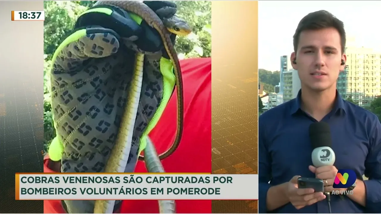 Cobras venenosas são capturadas por bombeiros voluntários em Pomerode
