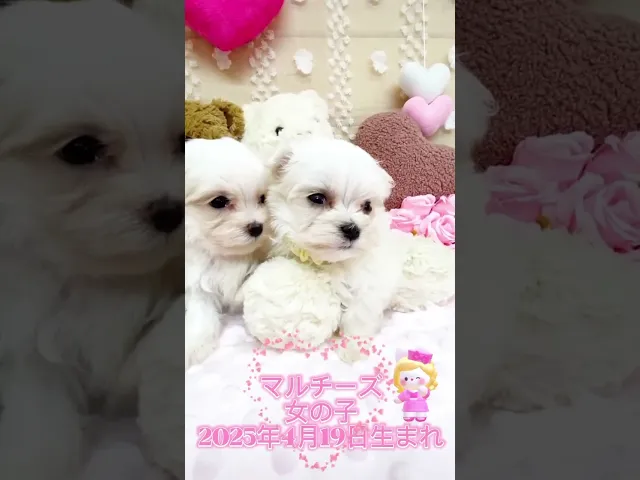 動画