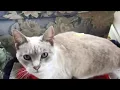 Butter Cat