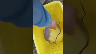 Easy way to take fish