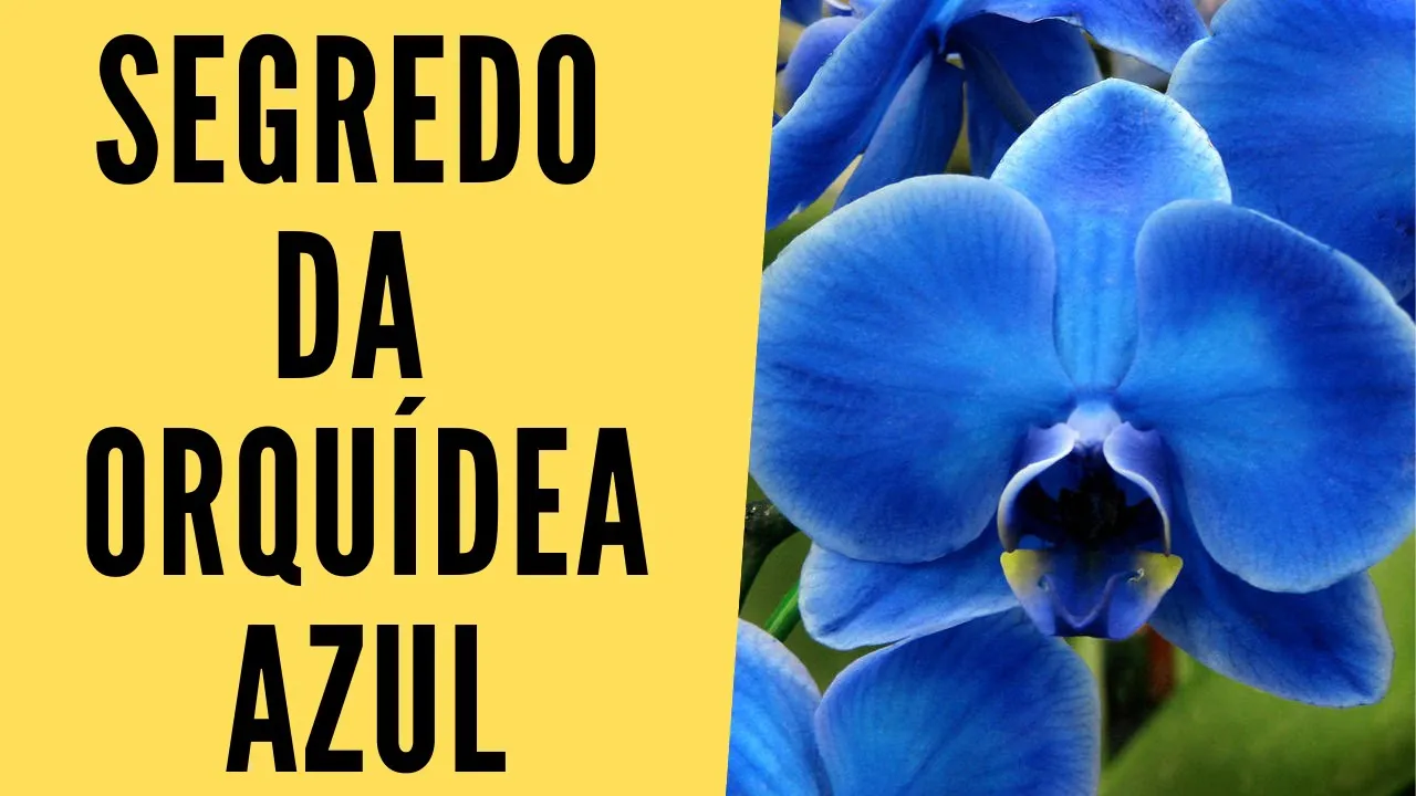 ORQUÍDEA AZUL: 3 FATOS CURIOSOS QUE VOCÊ NÃO SABIA