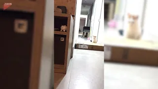 Cat Gets Stuck Inside Cardboard Box - 1855934