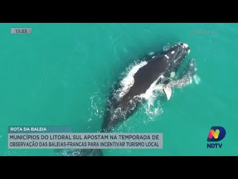 Rota da baleia: municípios do Litoral Sul apostam na temporada de observação das baleias-francas