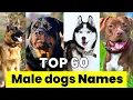 Male Dogs Names Top 60 Male Dogs Names New and Unique Male Dogs Names