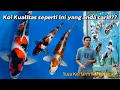 Download Lagu Yang seperti ini idaman para sultan ‼️ review Koi di desa tegal asri Wlingi blitar