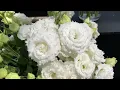 Introducing NEW Lisianthus F1 Corelli Sugoi at the Takii Cut Flower Open House