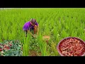 Download Lagu Petualangan di alam mencari bahan makanan langsung dimasak ||penyet lunjar tumis wewe an