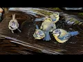 The Bird Bath Pump Suddenly Stopped Working I Didn t Expect the Birds to React Like This ASMR