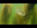 Why water pressure increases with depth