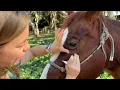Applying Ointment to Your Horse s Eye
