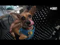 Soak up summer at this dog-friendly restaurant