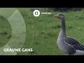 Download Lagu Wild in Nederland: grauwe gans