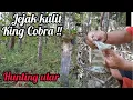 Download Lagu Mencari King Cobra Monster !! Menemukan jejak Raja ular liar !!