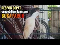 Download Lagu Terbukti.! Cendet Gacor Toet Toet Sambung Isian Cepat Respon Bikin Cendet Diam Seketika Nyaut Emosi