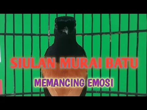 Download MP3 SIULAN DAN TEMBAKAN MURAI BATU !! AUTO EMOSI MURAI BATU KALAU BEGINI