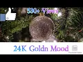 Download Lagu 24K Goldn - Mood (Cute voice version) (Subtitle) #shorts