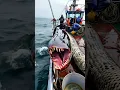 Download Lagu GIANT sea creature caught by fishermen🌊🐟