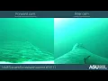 Whale Cam How efficient is a whale tail