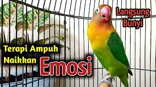 Download LOVEBIRD JADI GACOR BERKAT DI PANCING SUARA BURUNG LOVEBIRD NGEKEK PANJANG FIGHTER INI, Cobalah! MP3