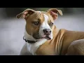 Bullboxer Boxer pitbull mix Pitbull Boxer mix - Things to know