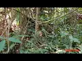 Download Lagu Macam-macam suara binatang di hutan kalimantan