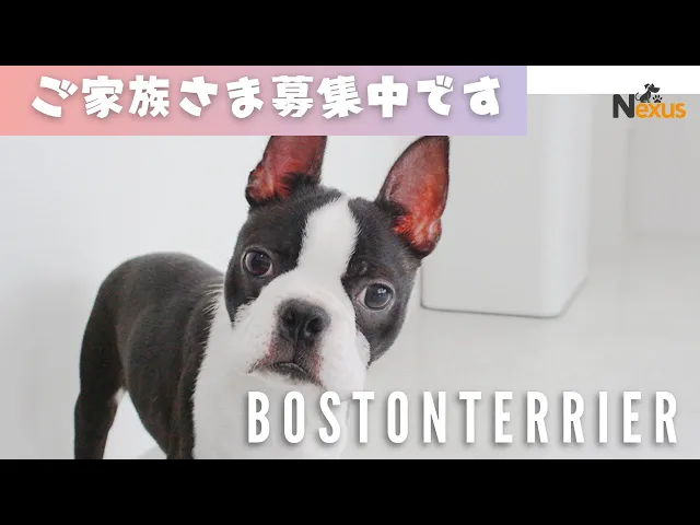 動画