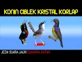 Lagu MASTER Konin Ciblek Korlap Jeda suara jauh suasana hutan.
