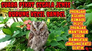 Download suara pikat semua burung kecil liar susah turun dan cuma putar putar di atas paling jt37 MP3