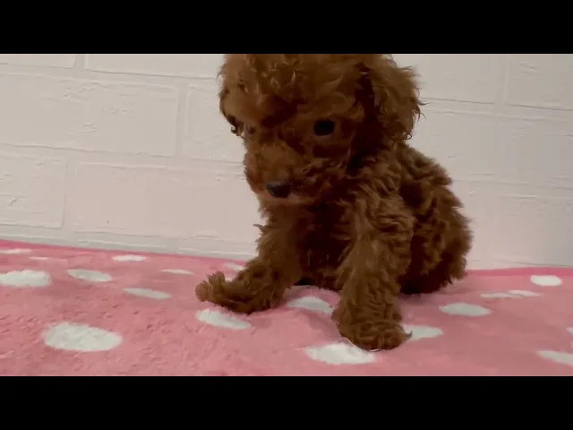 動画