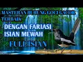 Download Lagu PANCINGAN SUARA BURUNG KACER GACOR SUARA NYEMPLONG PARAH, AUDIO SUPER JERNIH.