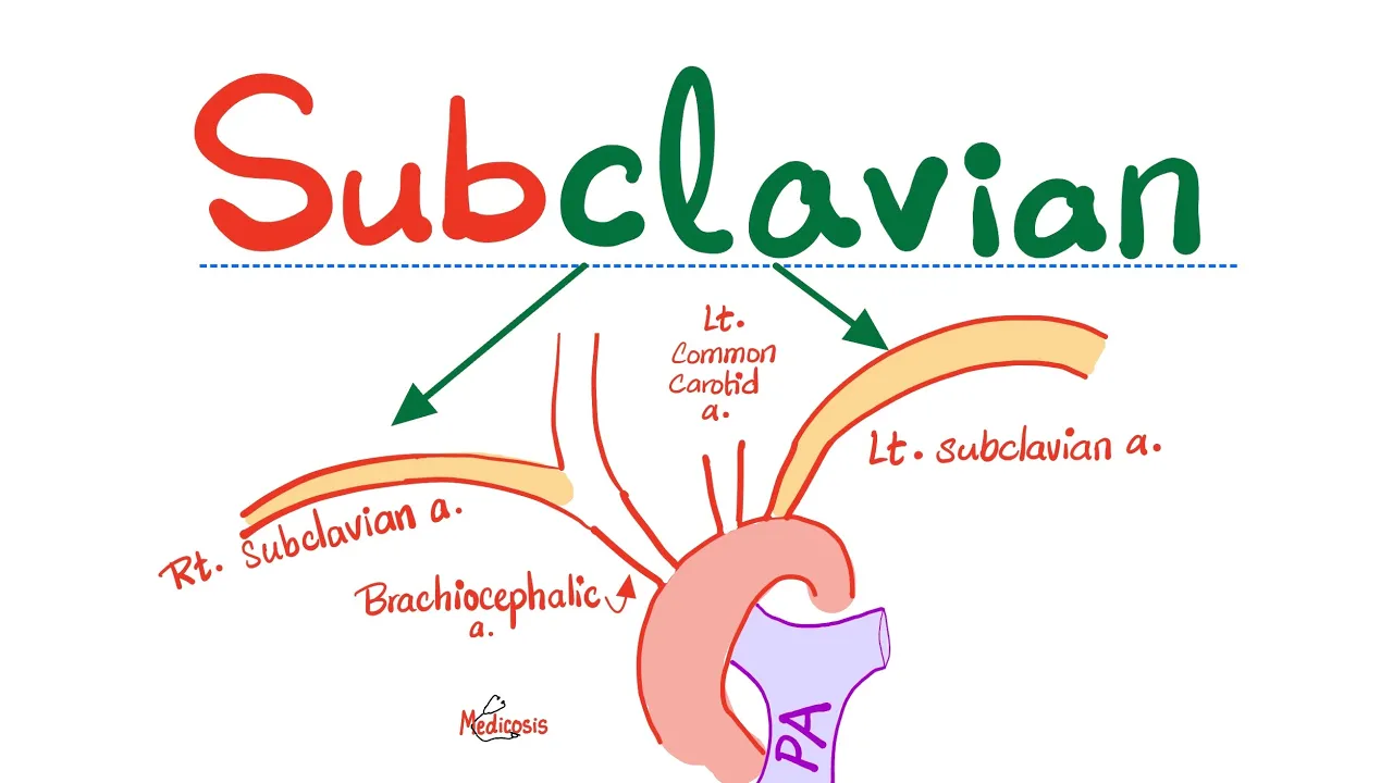 Subclavian Artery - Carotid Arteries (CCA, ICA, ECA) - Anatomy of the Head & Neck