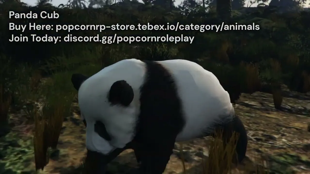Panda Cub