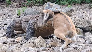 Unexpected Moment!Komodo swallows baby goat whole 😱