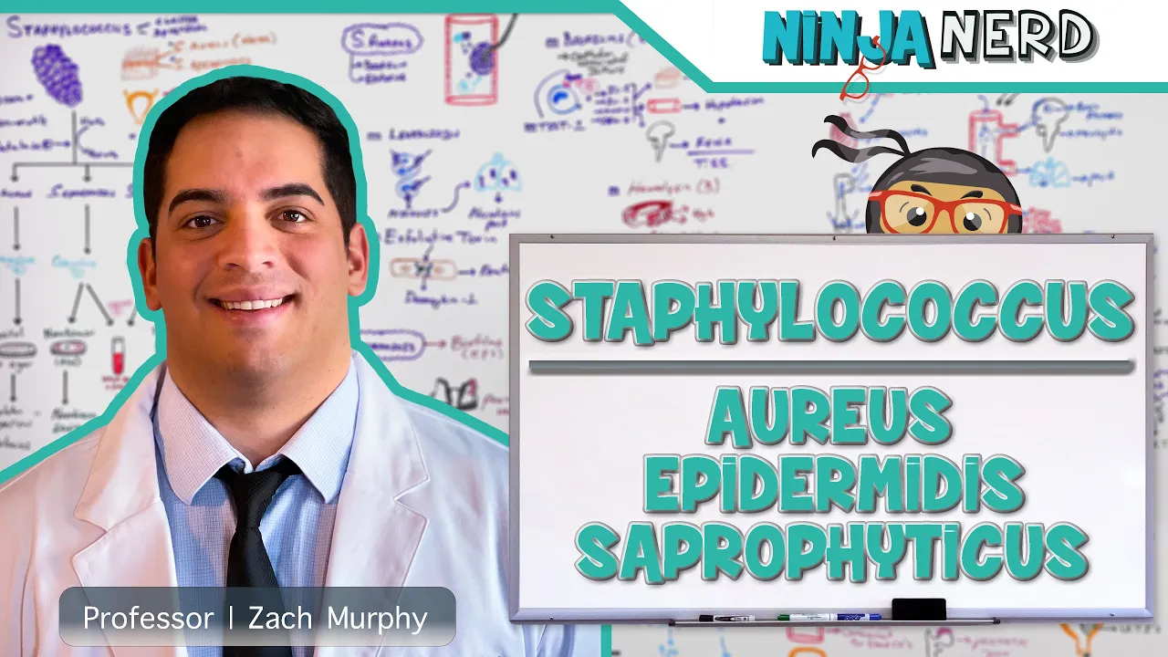 Outline Video Staphylococcus: Aureus, Epidermidis, Saprophyticus