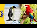 Download Lagu 10 Amazing Birds on Earth | Owl, Heron, Falcon, Flamingo, Penguin, Parrot, Vulture, Turkey, and more