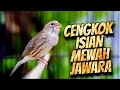 Download Lagu ISIAN MEWAH PALING DICARI - MASTERAN KENARI ISIAN BLACKTHROAT GACOR SUARA JERNIH FAVORRITE
