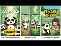 Why Pandas Being Downgraded Is Good News and the Conservation Work Behind It
