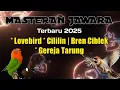 Lagu Masteran Lovebird | cililin | bren ciblek | gereja tarung