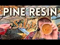 Make Your Own Pine Salve 3 Ingredients