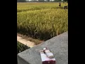 Download Lagu MENTAHAN VIDEO | SAWAH + ROKOK | STORY WA POLOSAN TERBARU 2021