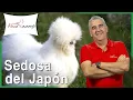 Interesting facts about the Japanese Silkie Chicken